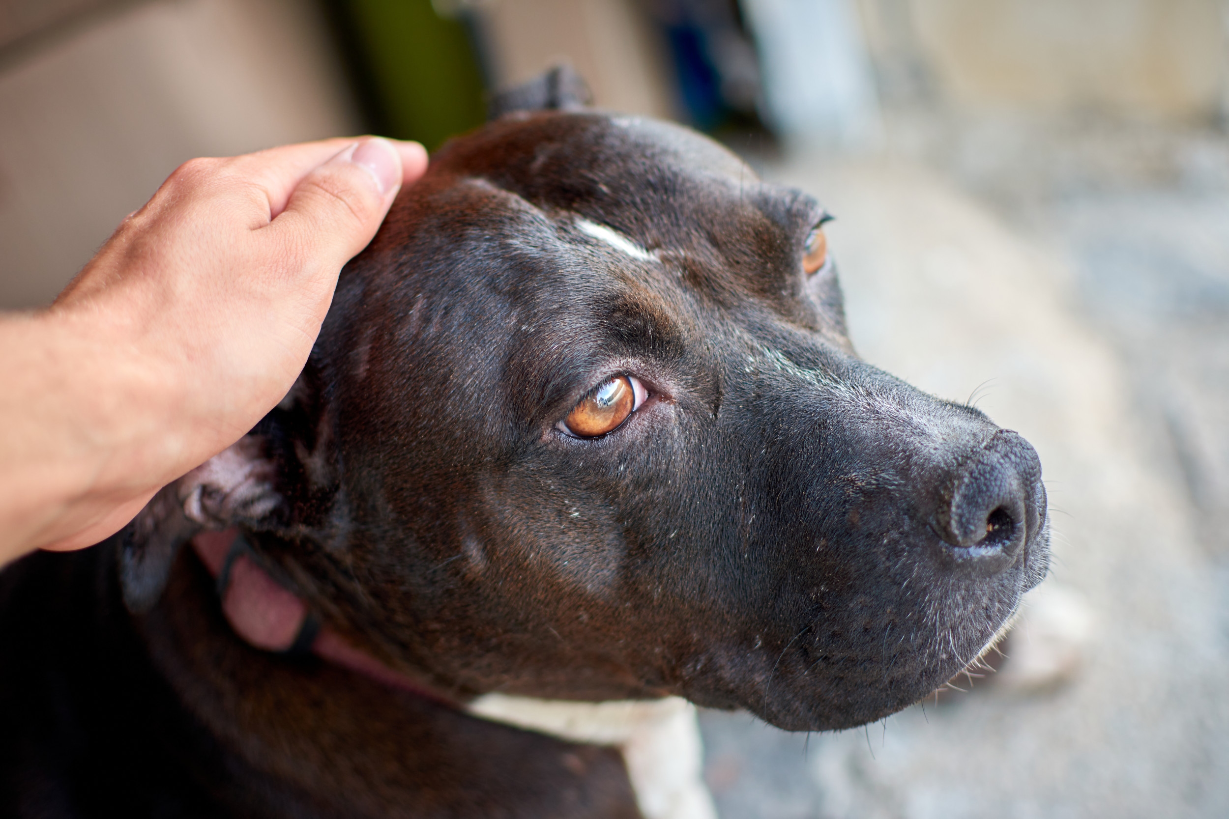 Dog Feels Baby Kick for First Time—His Face Said It All: 'Betrayed'
