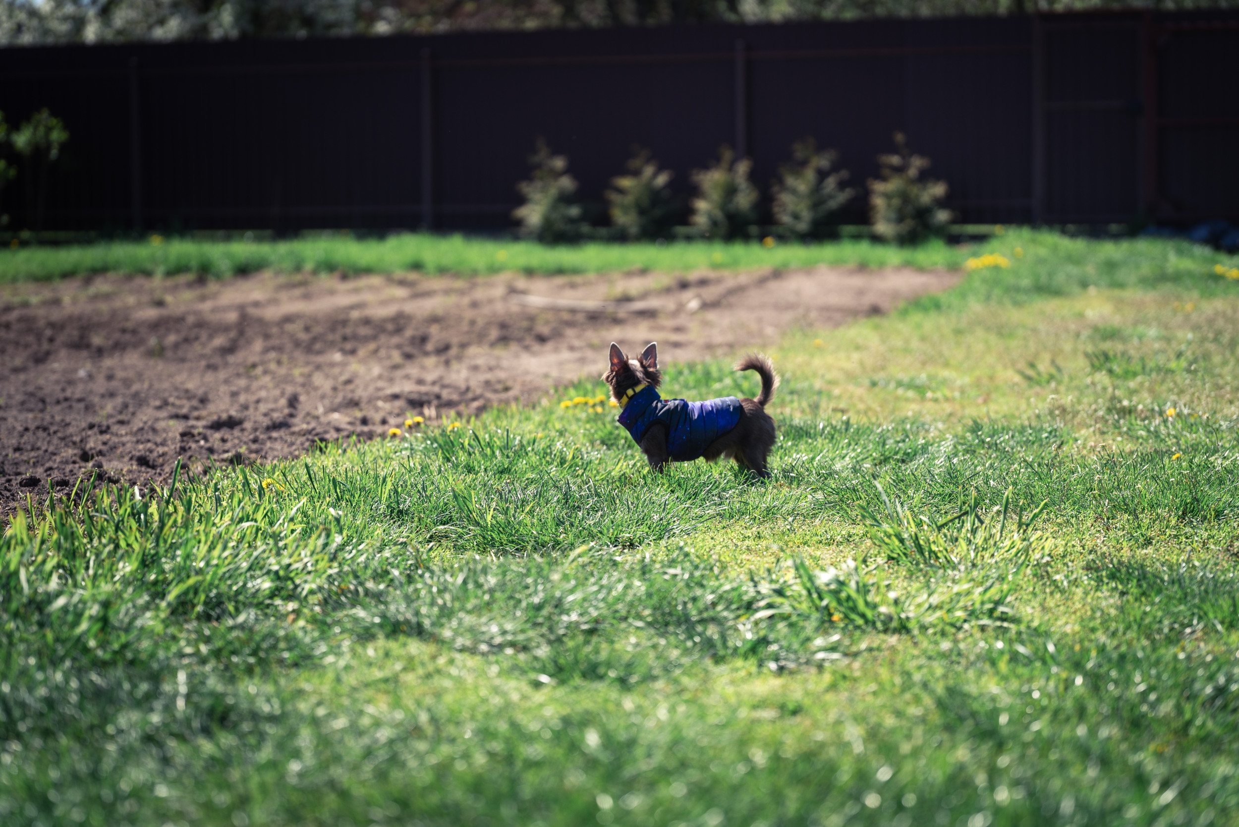 Chihuahua and Dutch Shepherd Have Puppies, Viewers Not Prepared for Outcome
