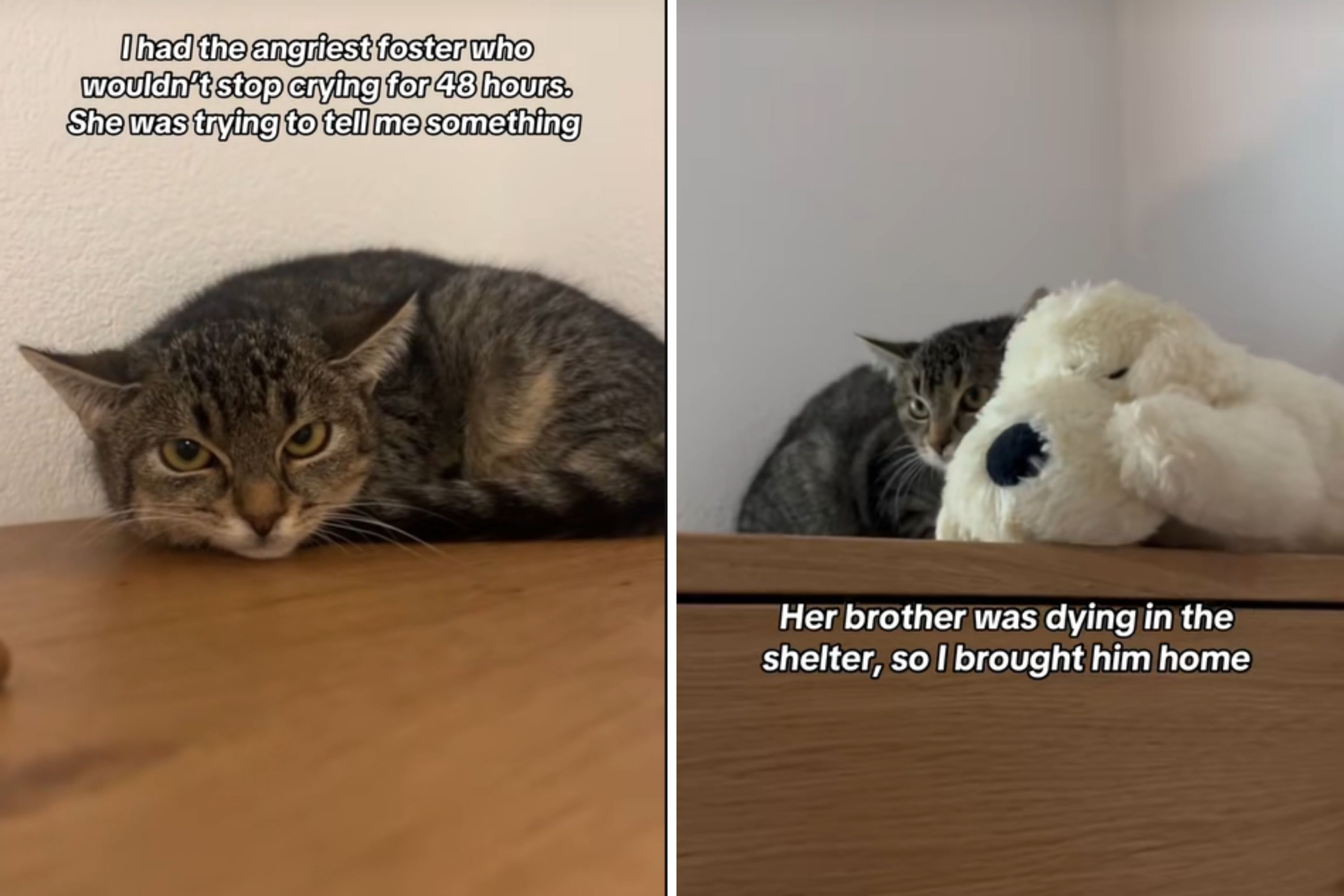 Foster Cat Kept Crying—Woman Realizes 'She Was Trying To Tell Me Something'