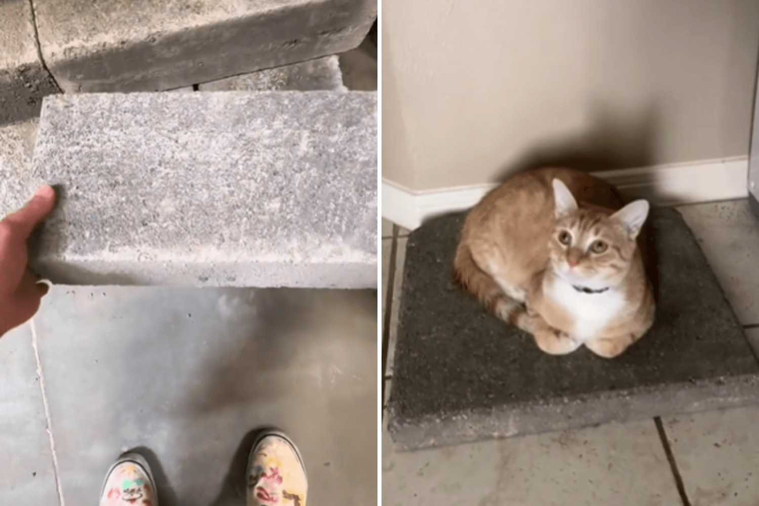 Why Are Cats Obsessed With Concrete Slabs?