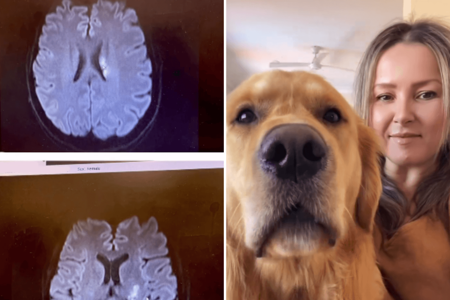 If My Golden Retriever Puppy Hadn't Woken Me, I'd Be Dead