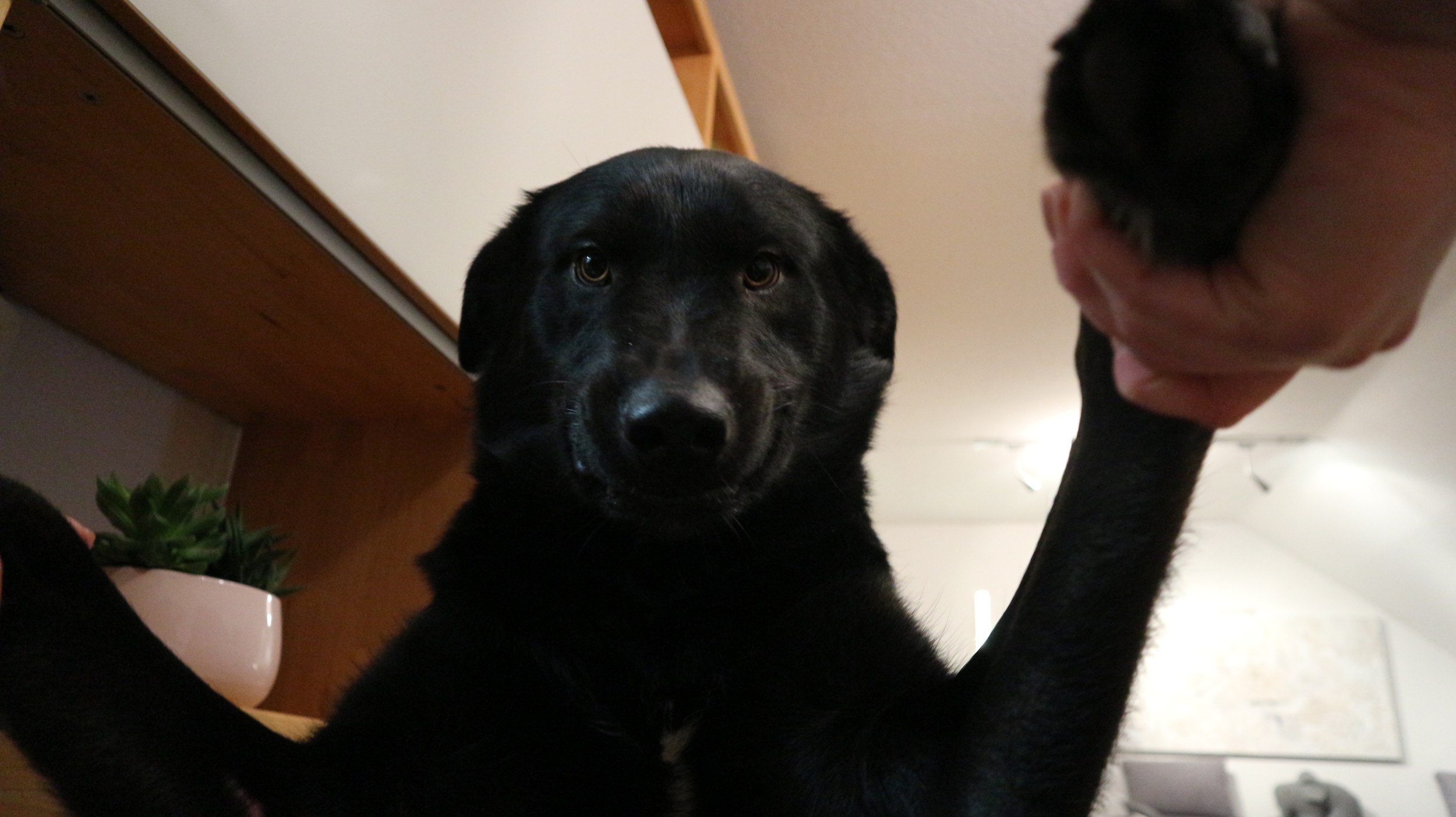 Labrador Retriever Always Called a 'Bad' Dog by Guests, Reason Goes Viral