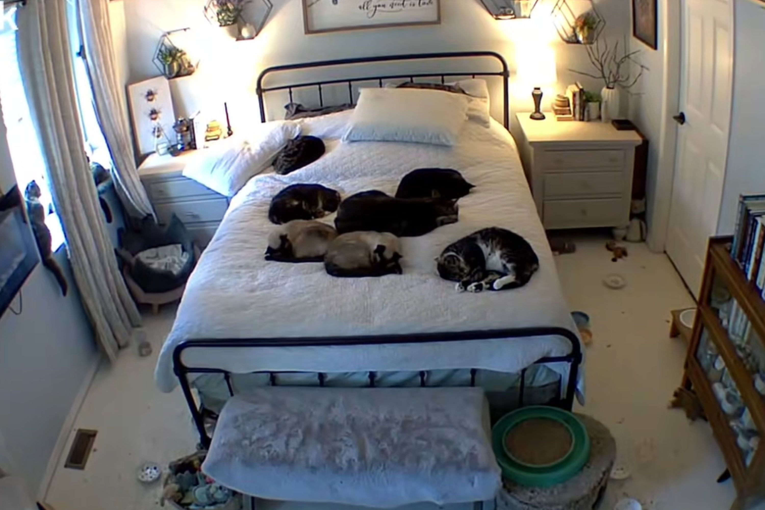 Woman Leaves Cats Alone for One Night—What She Sees on Pet Cam Says It All