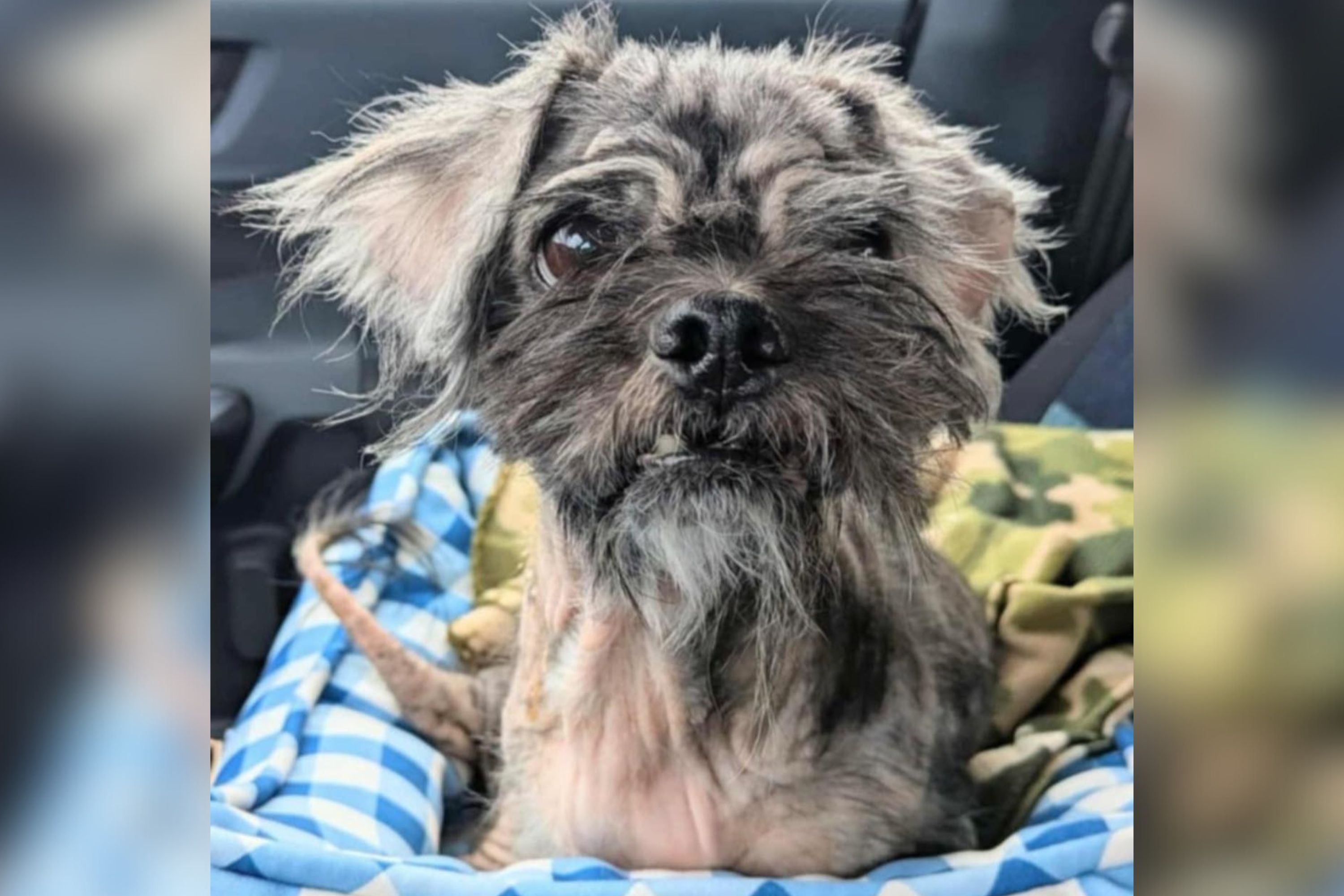 10-Year-Old Shih Tzu Crowned World's 'Ugliest' Dog in Need of Forever Home
