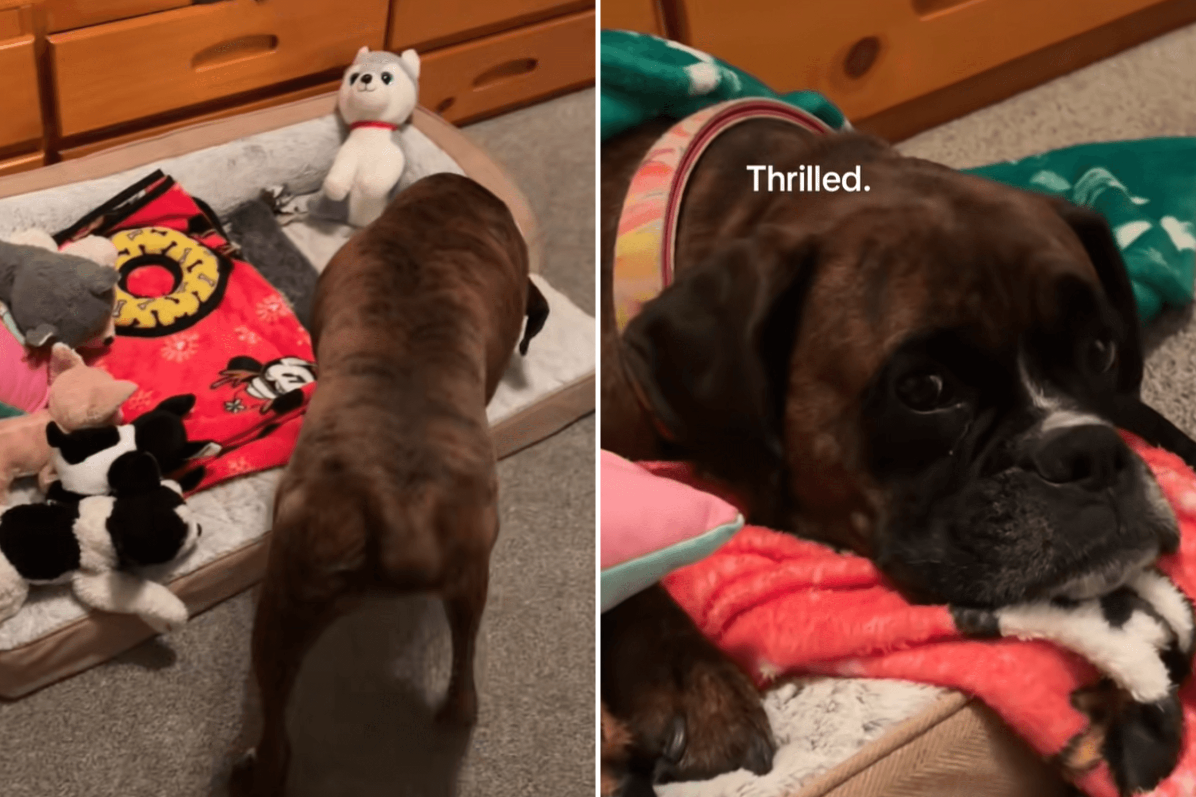 Boy, 8, Prepares 'Summer Sleepover' With Dog, No One Prepared for His Setup