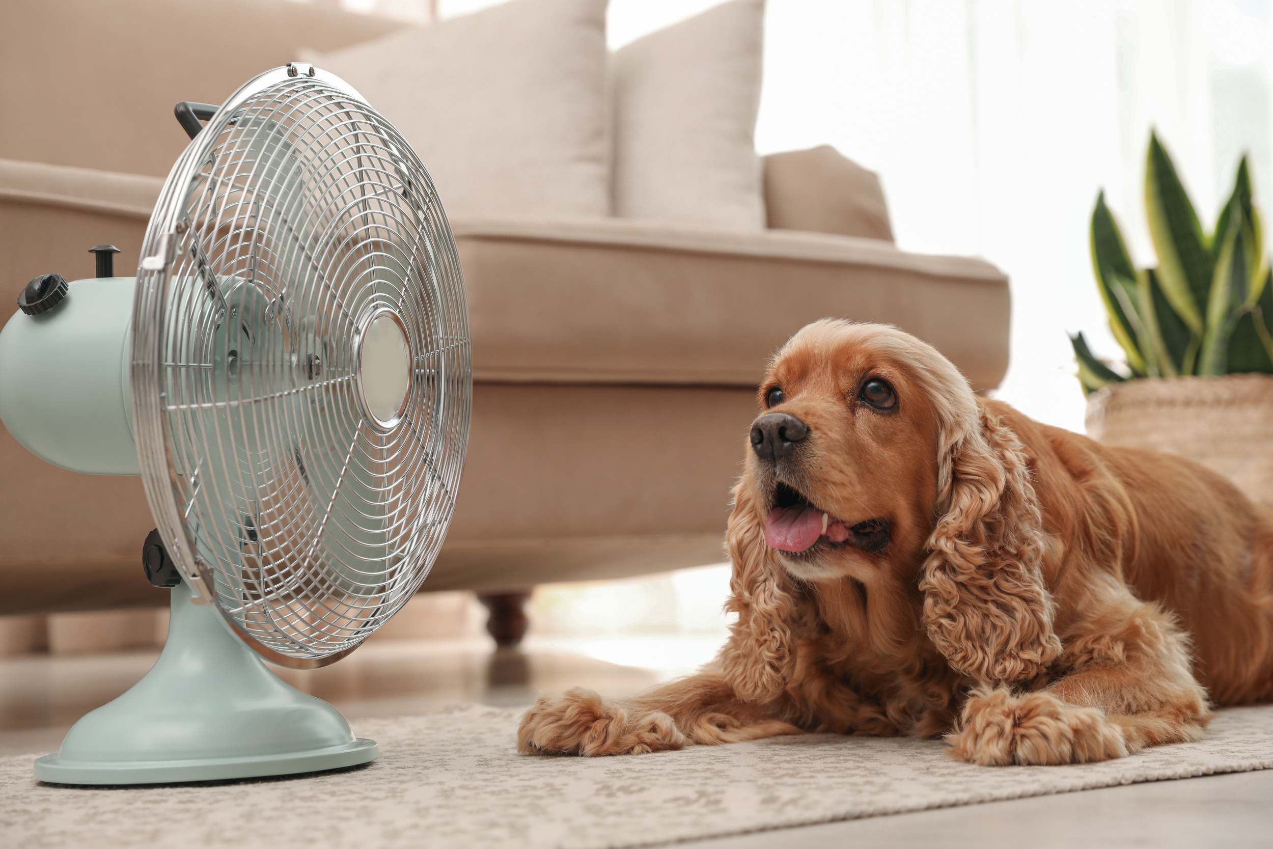 Hidden Heat Risk: Why Pets Aren't Safe Indoors This Summer