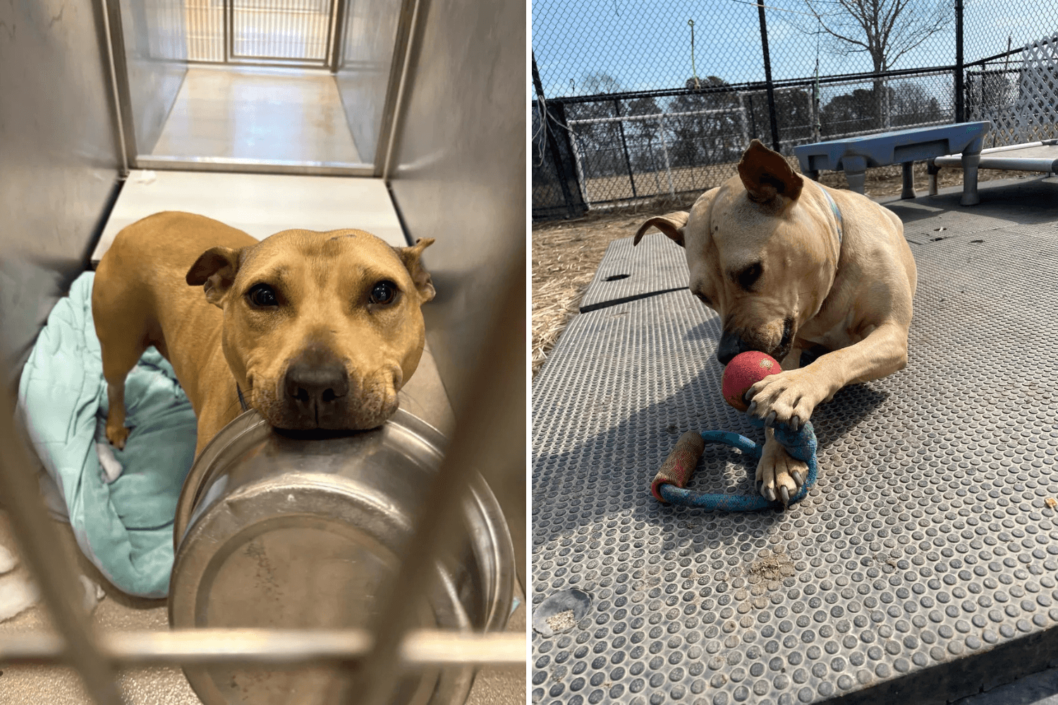 She's the Last of 10 Rescued Dogs—5 Years On, Still Waiting for a Home