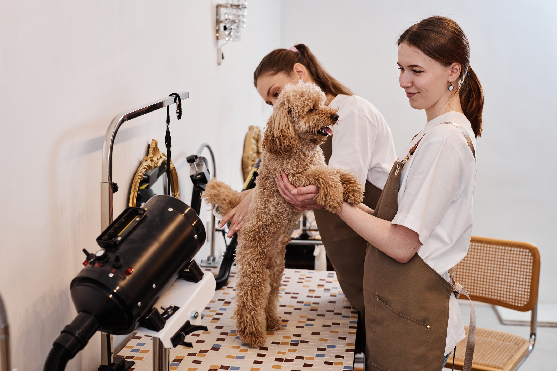 Goldendoodle Has 'Summer Haircut'—Internet Not Prepared for Result