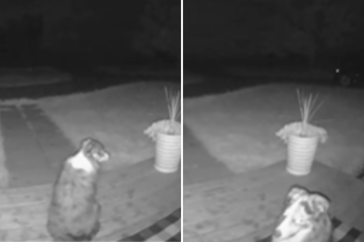 Dog Owner Checks Doorbell Camera at 3am, Unprepared for What She Sees