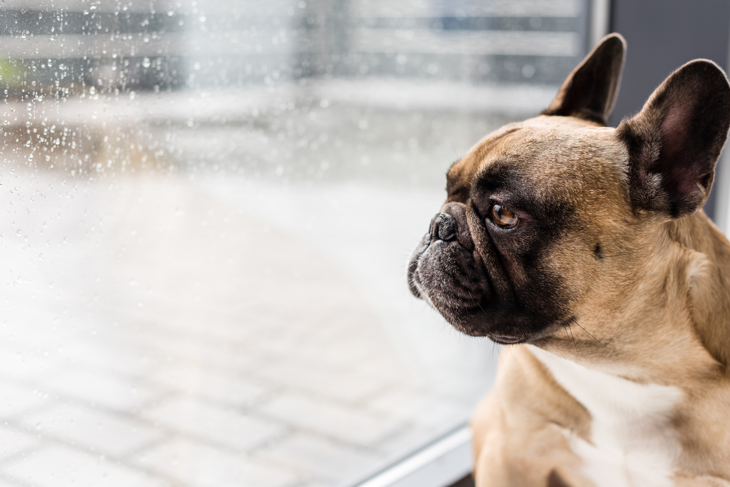 French Bulldog Damages Home To Ensure He Can Enjoy 'Best Life' in Yard
