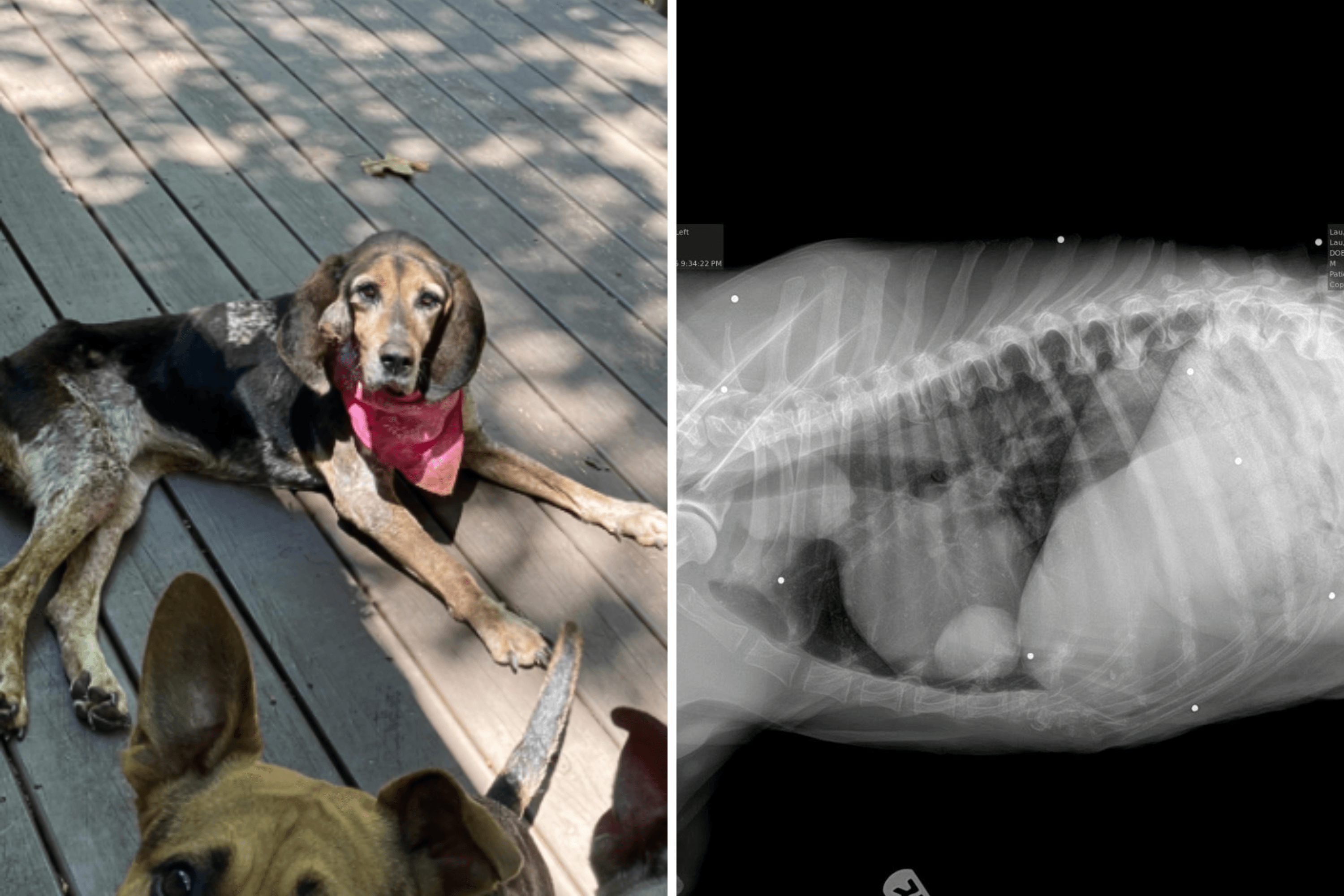 Couple Take in Malnourished Dog—X-Ray Reveals Chilling Secret