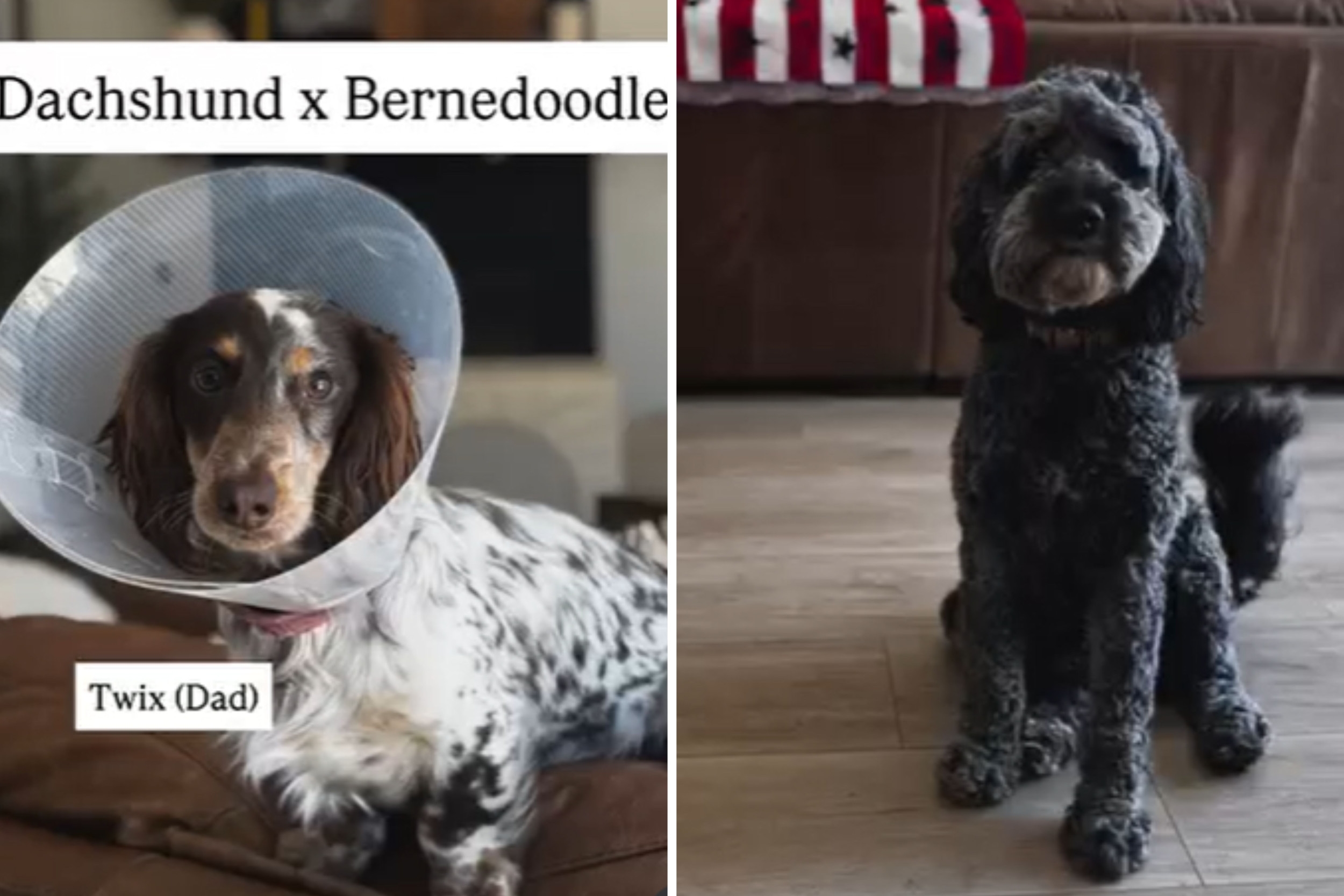 Shock at Dachshund and Bernedoodle's Accident Puppies—'Never Seen This Mix'