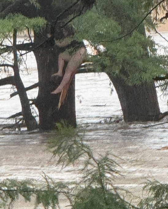 Dramatic Video Captures Moment Woman Clinging to Tree Branch after Being Swept 20 Miles Downstream During Texas Floods Is Rescued [WATCH]