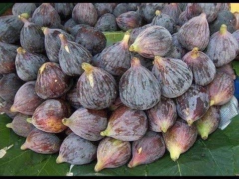 موسم التين البرشومي يبدأ في الأسواق المصرية.. فاكهة الصيف الغنية بالفوائد