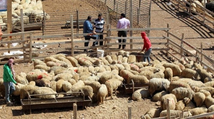 زراعة الوسطية تحذر من الإجهاد الحراري على الثروة الحيوانية