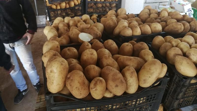 البطاطا عند 35 قرشاً
