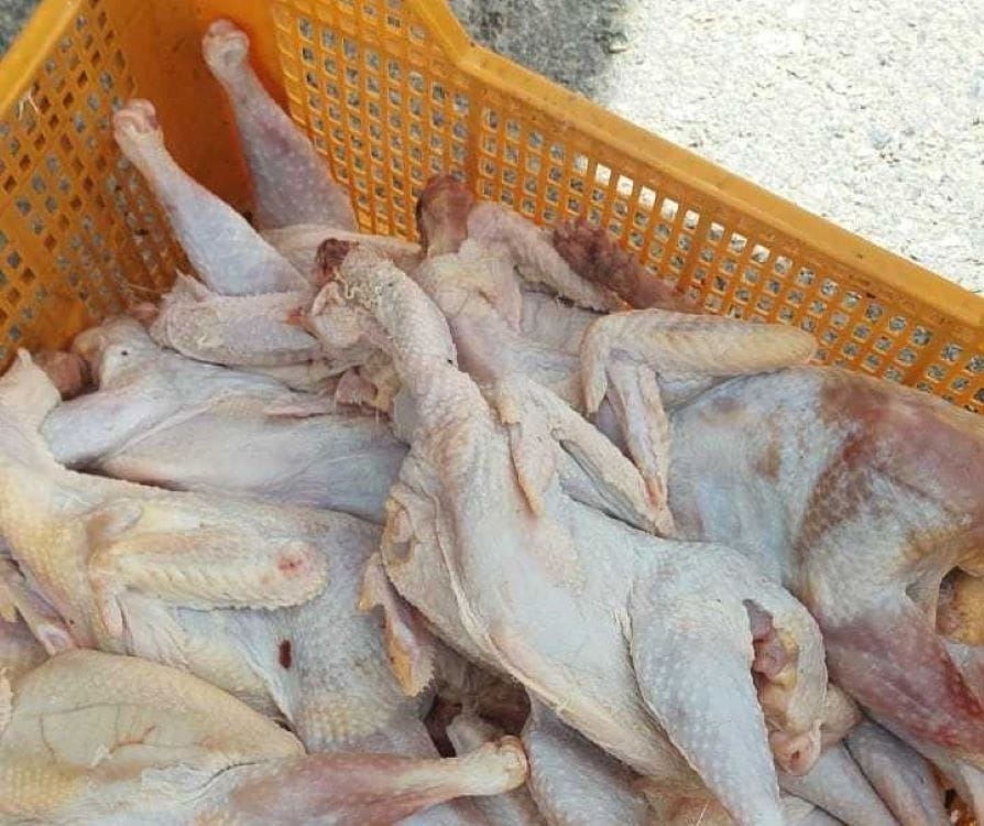 #عاجل.. ضبط كميات من الدجاج منتهي الصلاحية وغير صالح للاستهلاك البشري في الكرك
