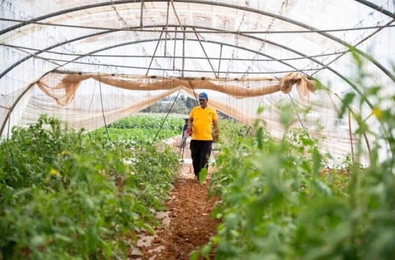 تعديلات جديدة على نظام تسجيل الأصناف النباتية لعام 2025