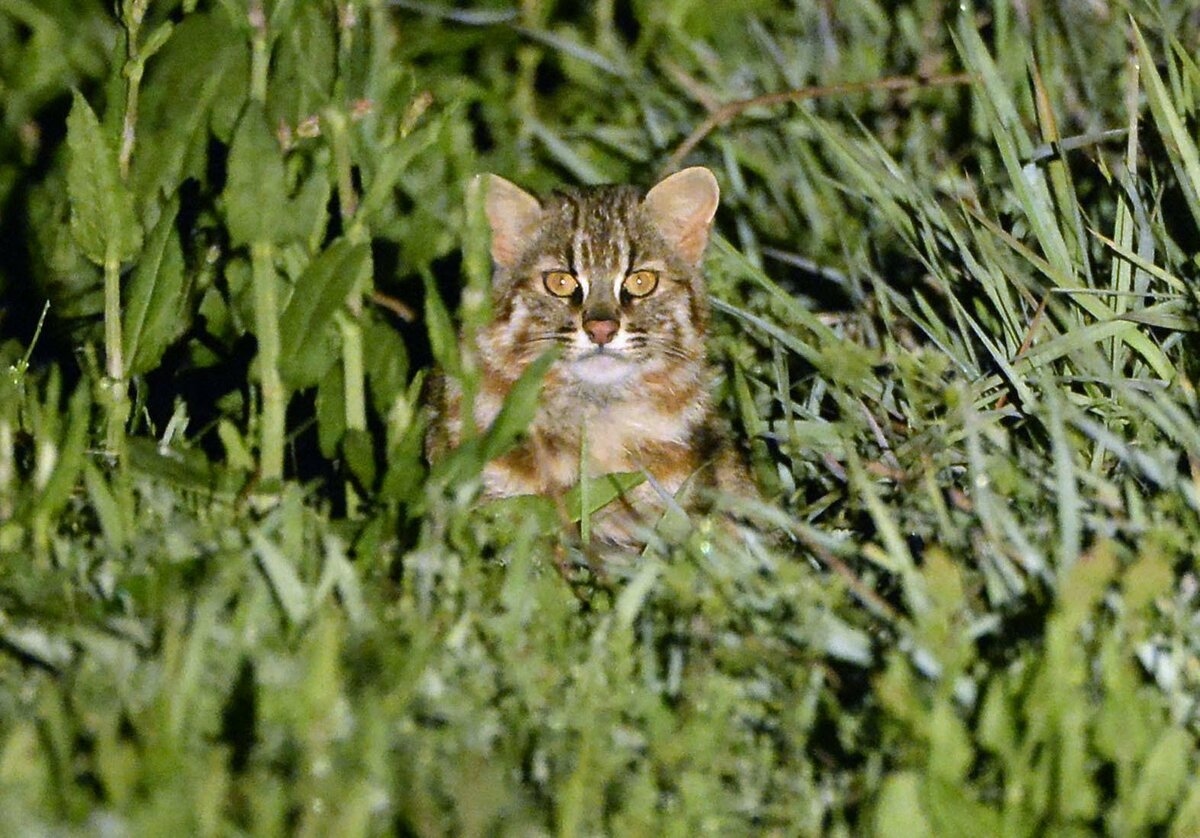 "Forever chemicals" found in organs of vulnerable Japanese wildcats