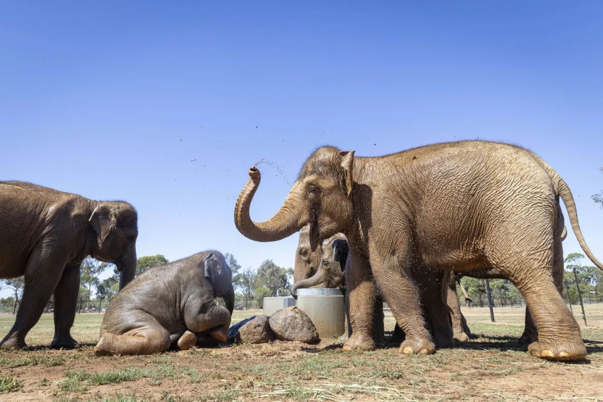 Elephants Trumpet, Flap their Ears after their Complex Move Across Australian City