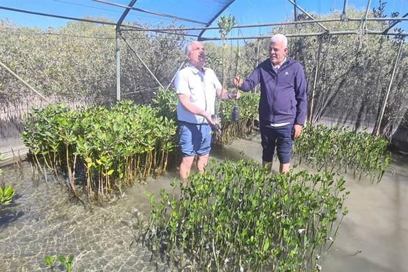 Mangroves against climate change - Features - Al-Ahram Weekly
