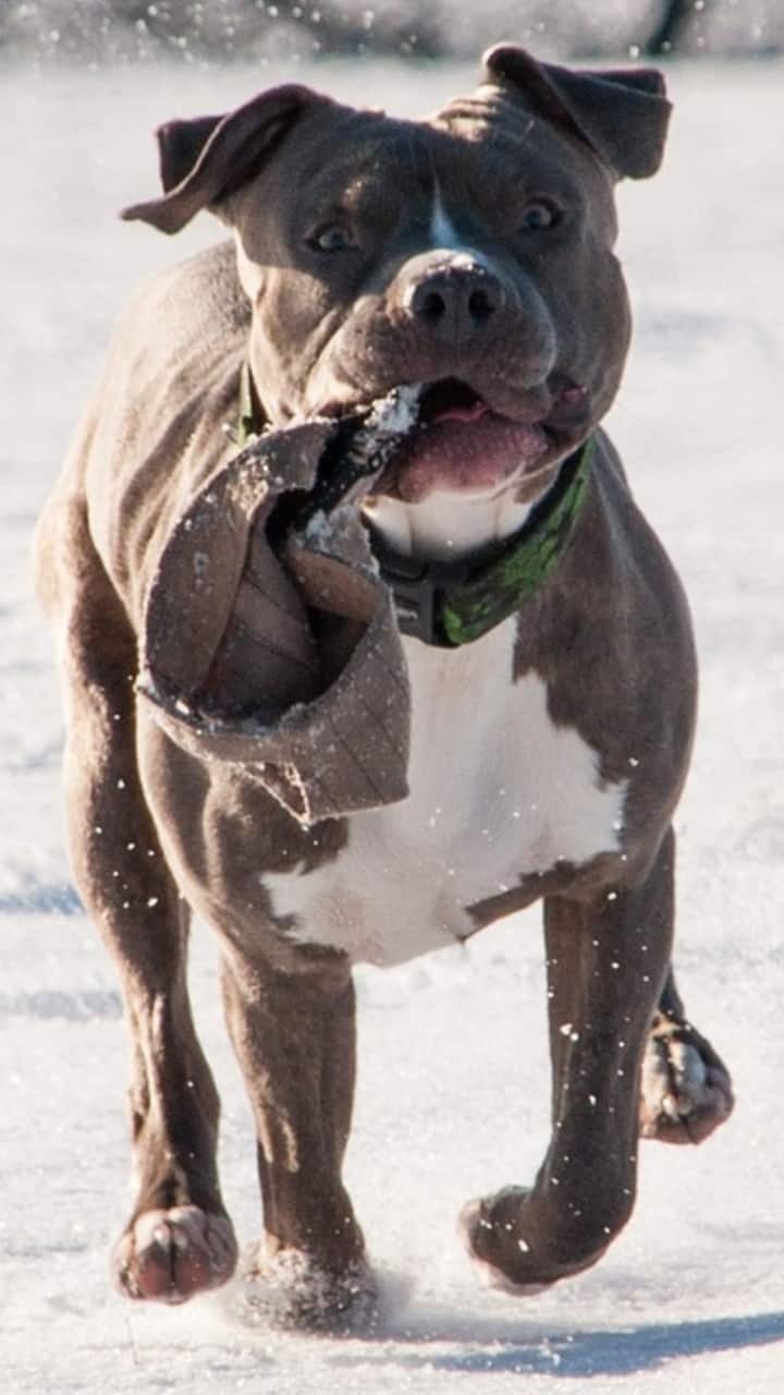 8 Most Dangerous Dogs Breed Banned In India