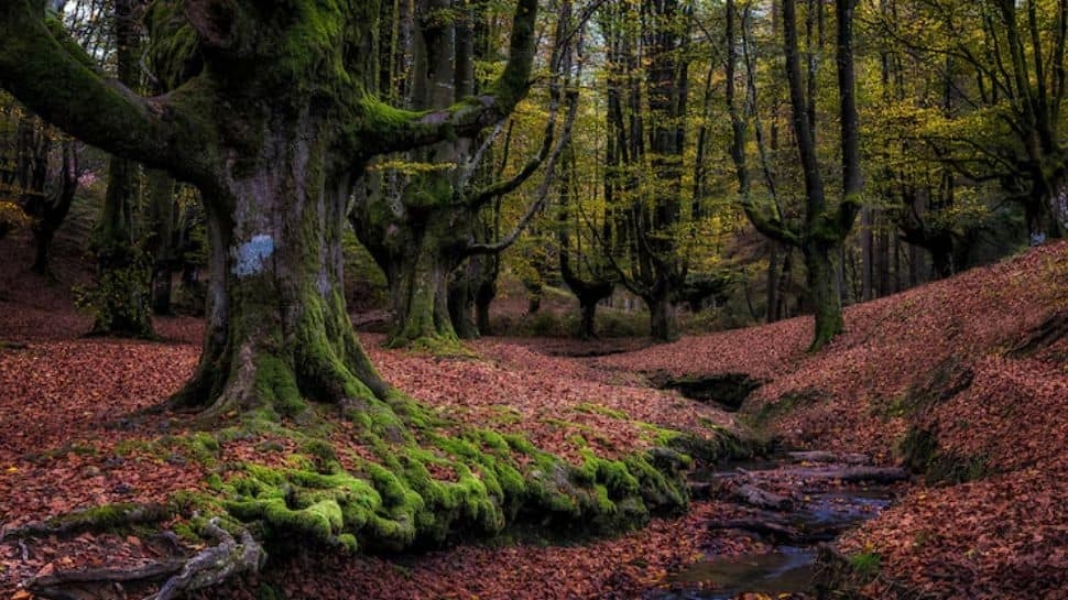 Discover 10 Most Beautiful Forests In India You Must Visit For Nature And Wildlife Adventure