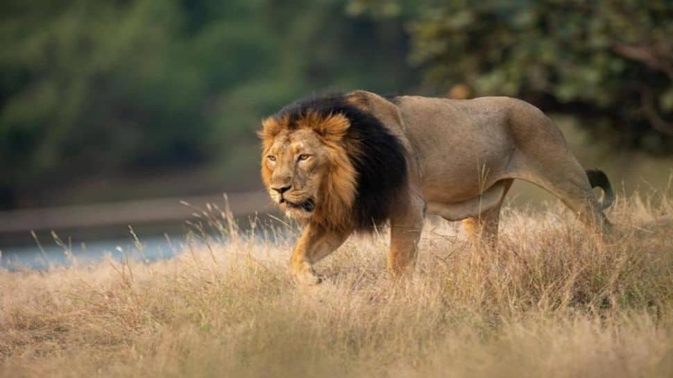 Lion Numbers Surge In Gujarat – But Is India Running Out Of Space For The Big Cat?
