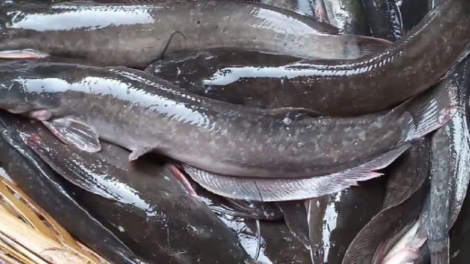 This Deadliest Fish Is Banned In India – But It's Still Ending Up On Your Plate