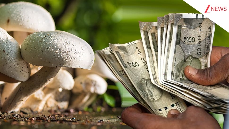 Business Idea: Haryana-Based Husband And Wife Clock Rs 9 Lakh Revenue Per Month With Mushroom Cultivation Business