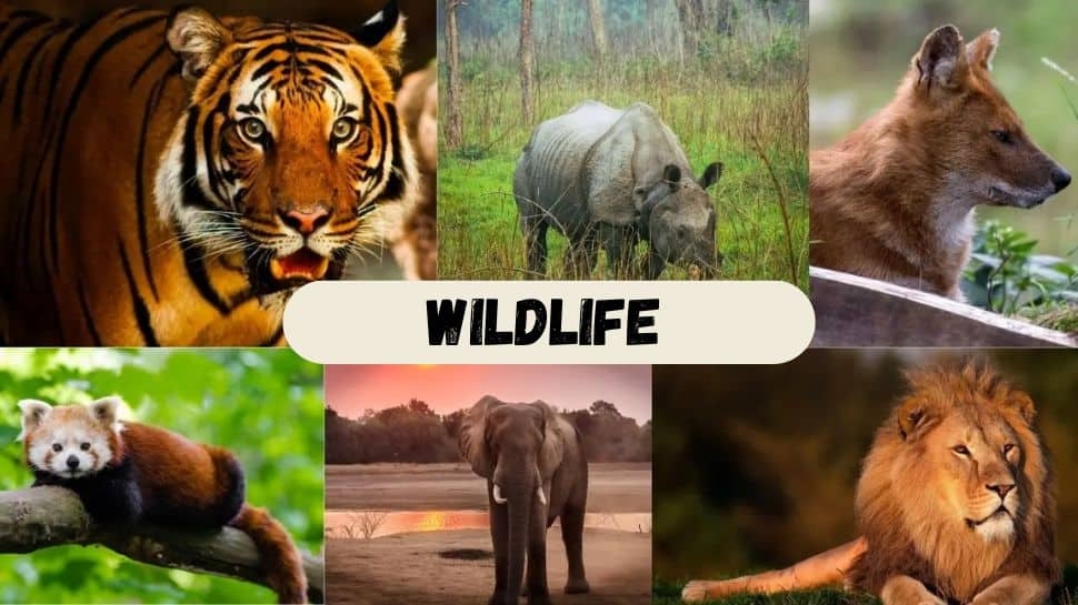 From Jim Corbett To Sundarbans: 8 Best National Parks In India Every Wildlife Enthusiast Should Explore