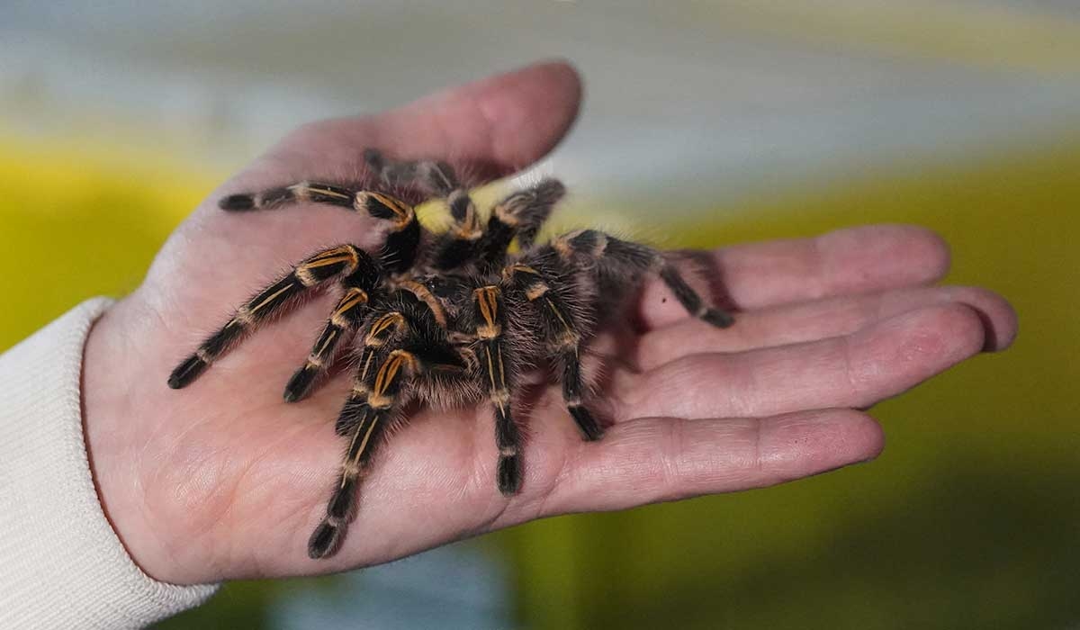 About 1,500 tarantulas found hidden in cookie shipment at airport