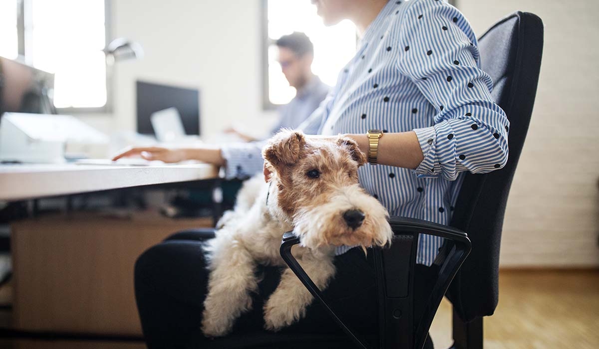 Growing number of Irish companies providing ‘pet-ernity leave' for workers