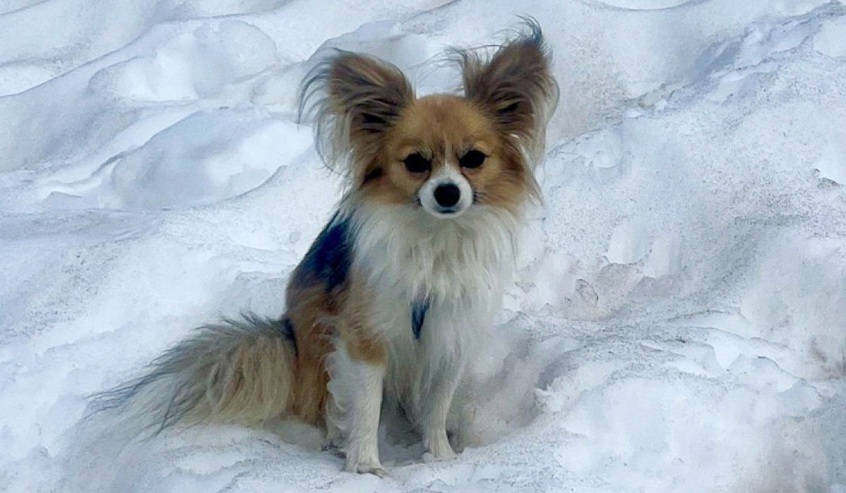 Tiny dog saves owner from icy death