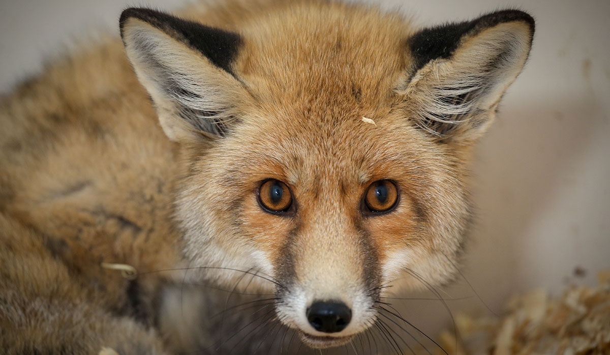Foxy needs your help
