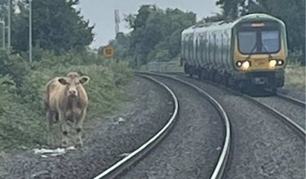 Moo-vement disrupted: Irish Rail 'not talking bull' about train chaos
