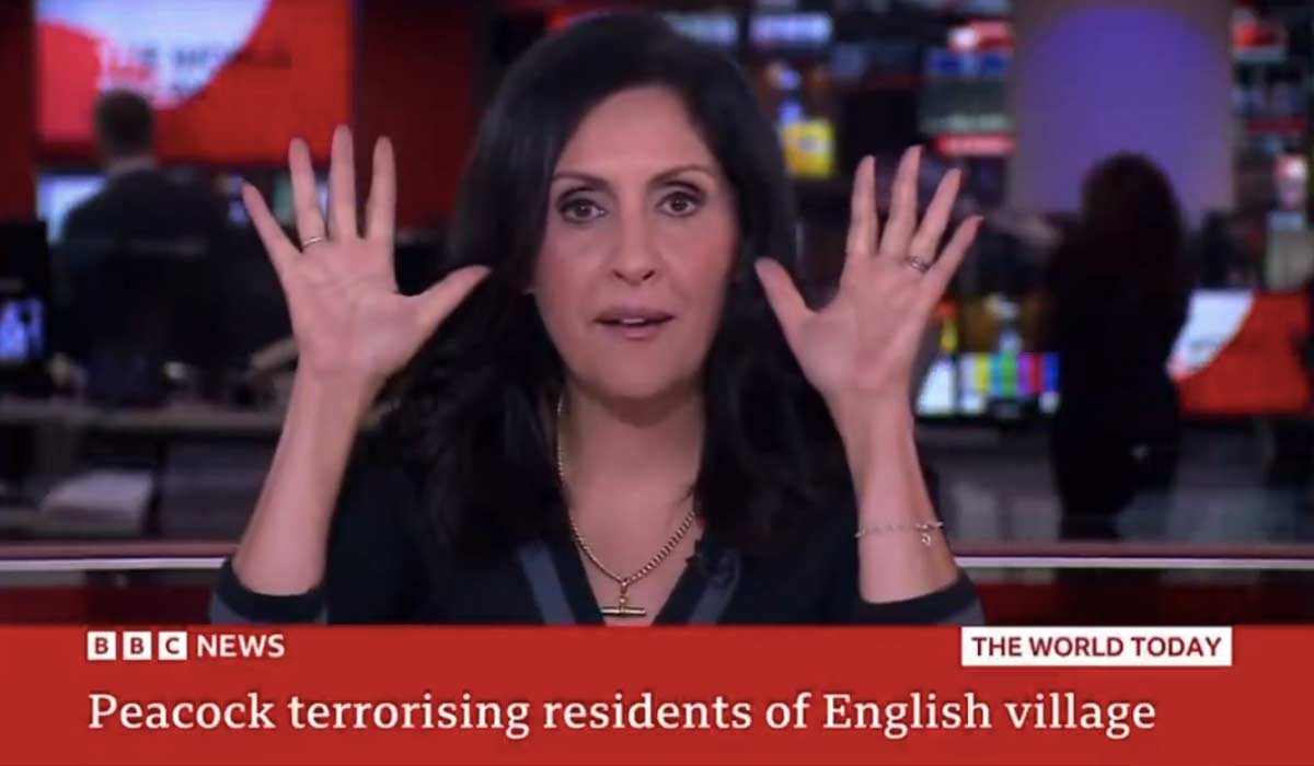 WATCH: BBC presenter defies producer's pleas with bizarre bird imitation