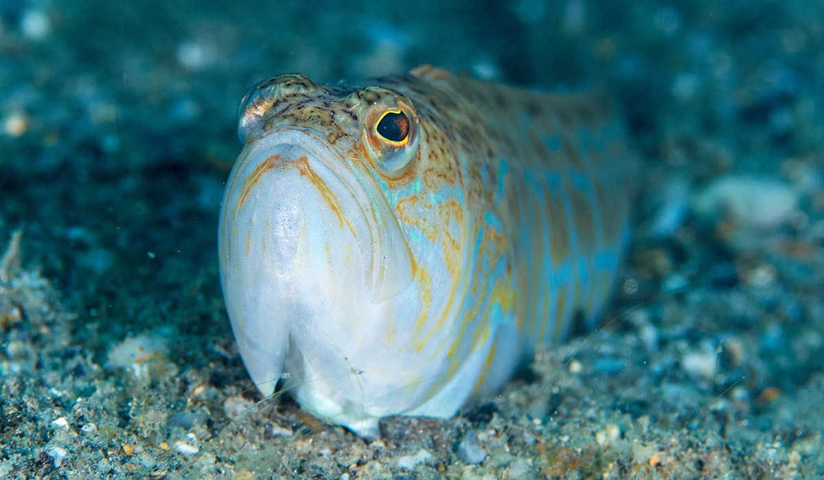 Warning for beach-goers as fish hidden in sand has 'horrendous' sting