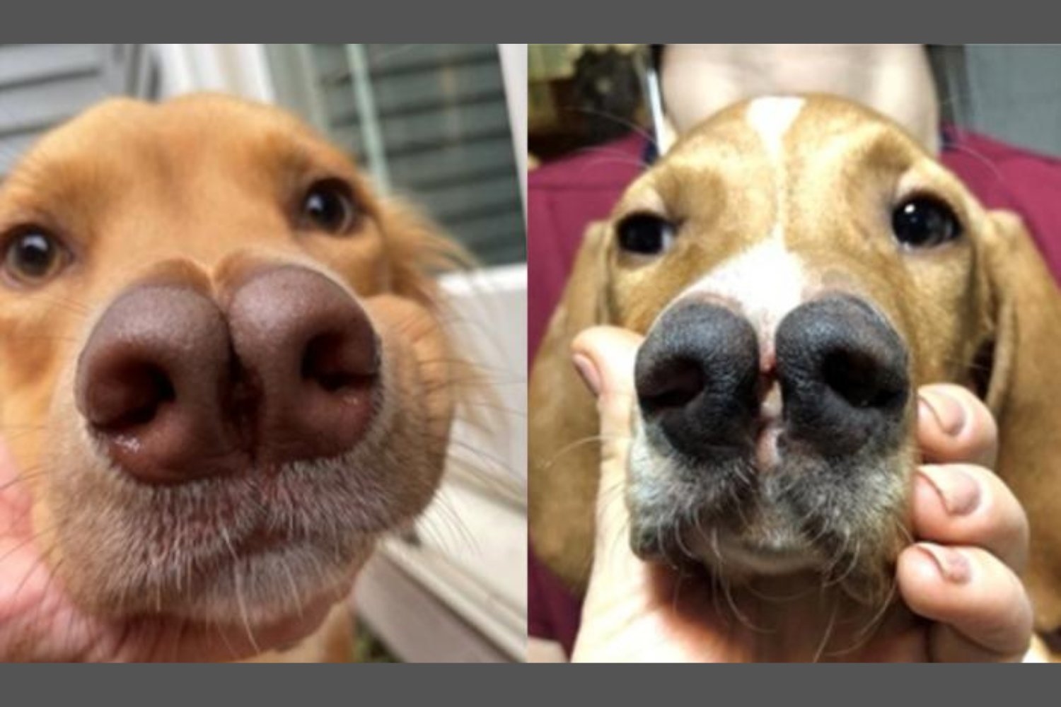 These Rare Fork-Nosed Dogs Could Help Solve a Genetic Mystery in Humans