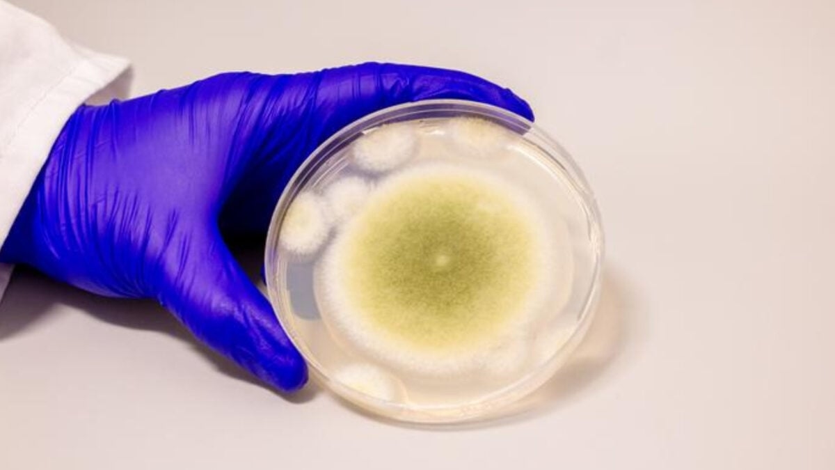 Notorious Fungus Blamed for ‘Mummy's Curse' Is Now a Promising Cancer Treatment