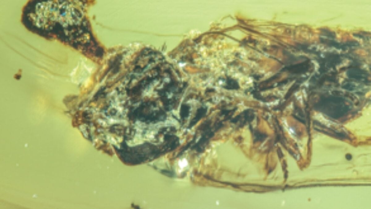 Unreal Amber Fossils Show ‘Last of Us' Zombie Fungus Terrorizing Bugs During the Cretaceous
