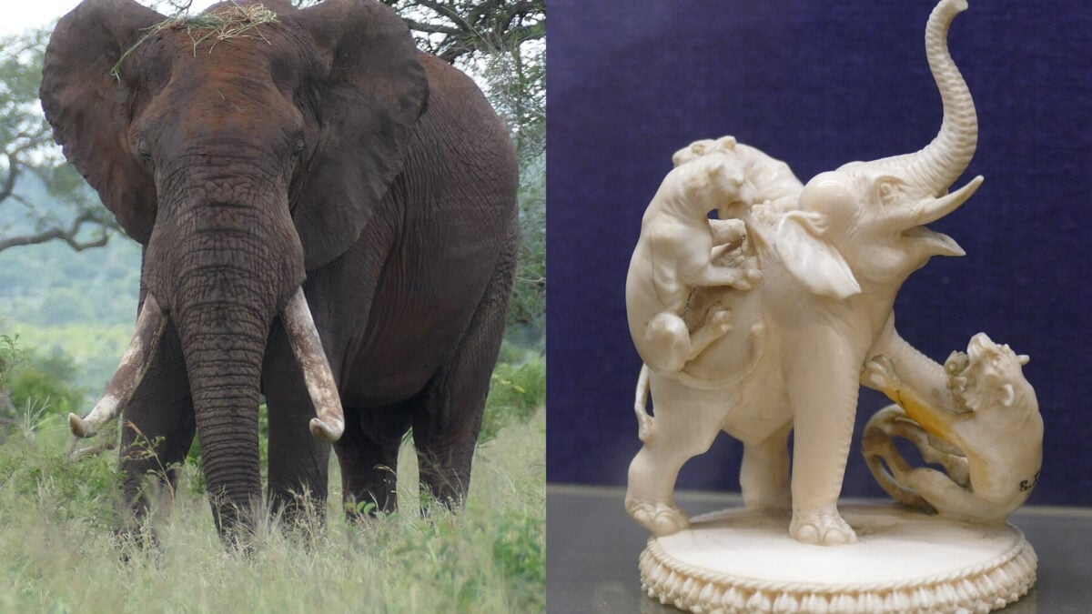 How Prehistoric Mammoth Tusks Could Help Bust Modern-Day Ivory Smugglers