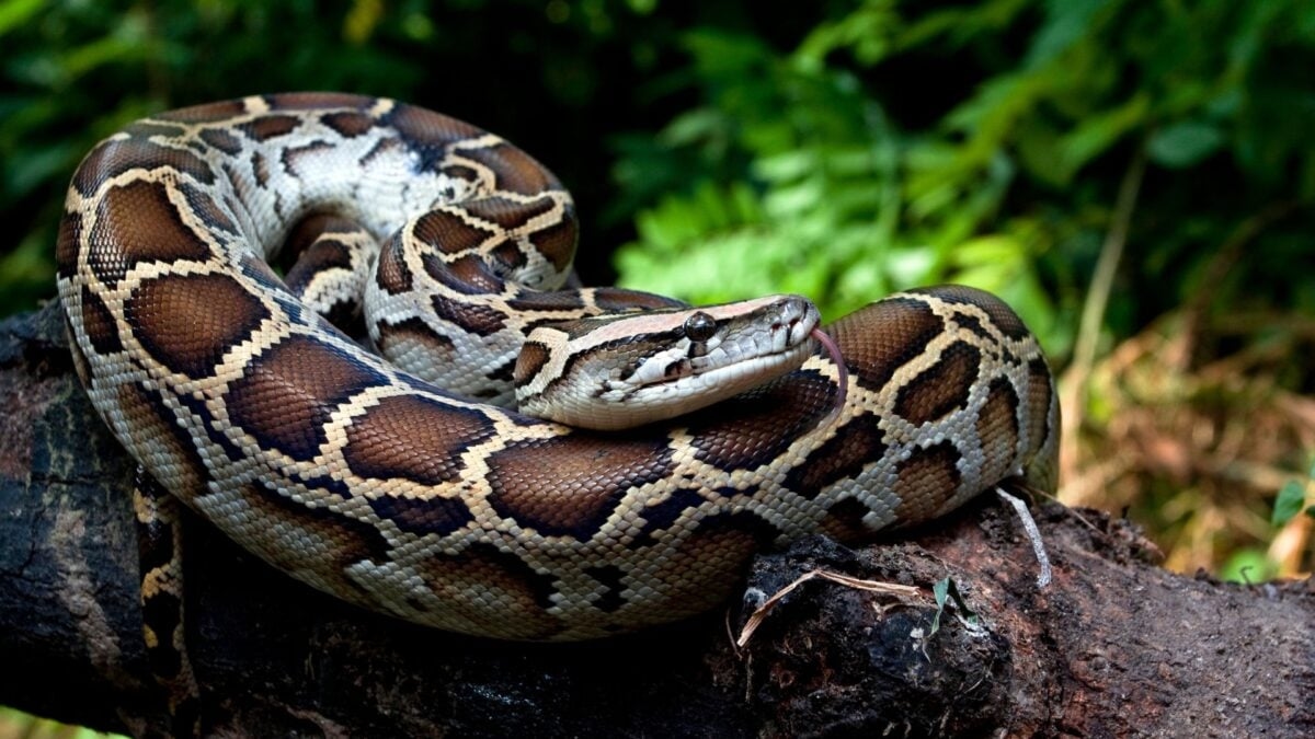 Scientists Discover Secret Weapon That Allows Pythons to Digest Bones