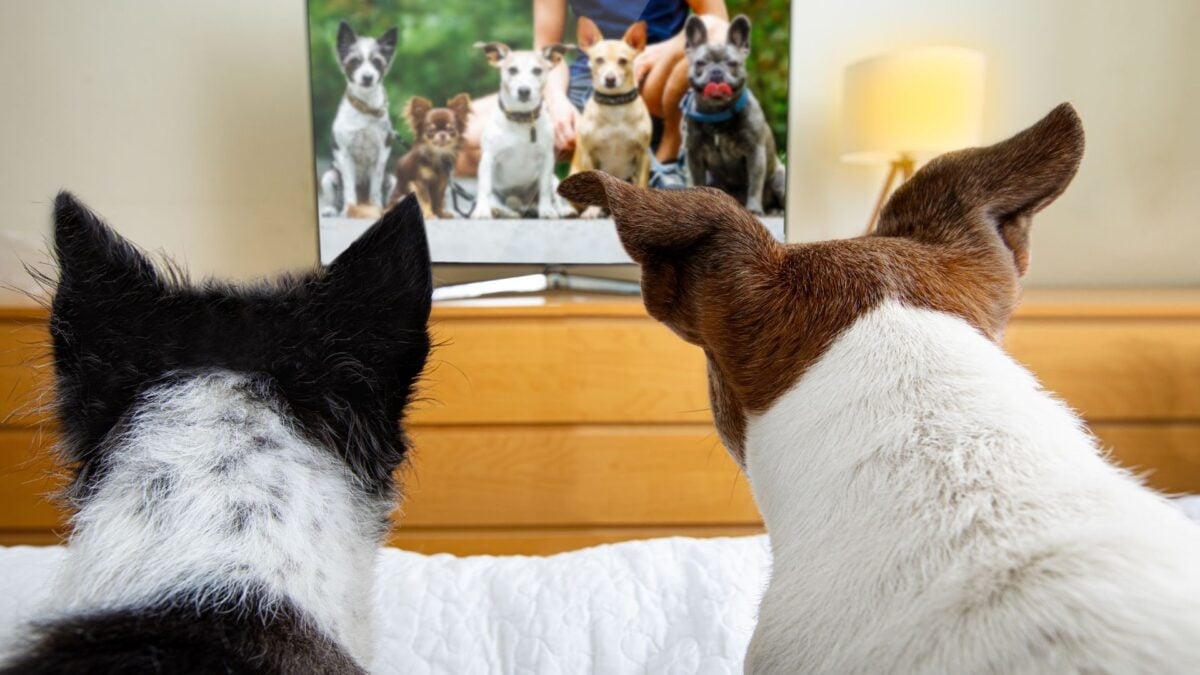 Your Pooch's Personality Influences How They Watch TV