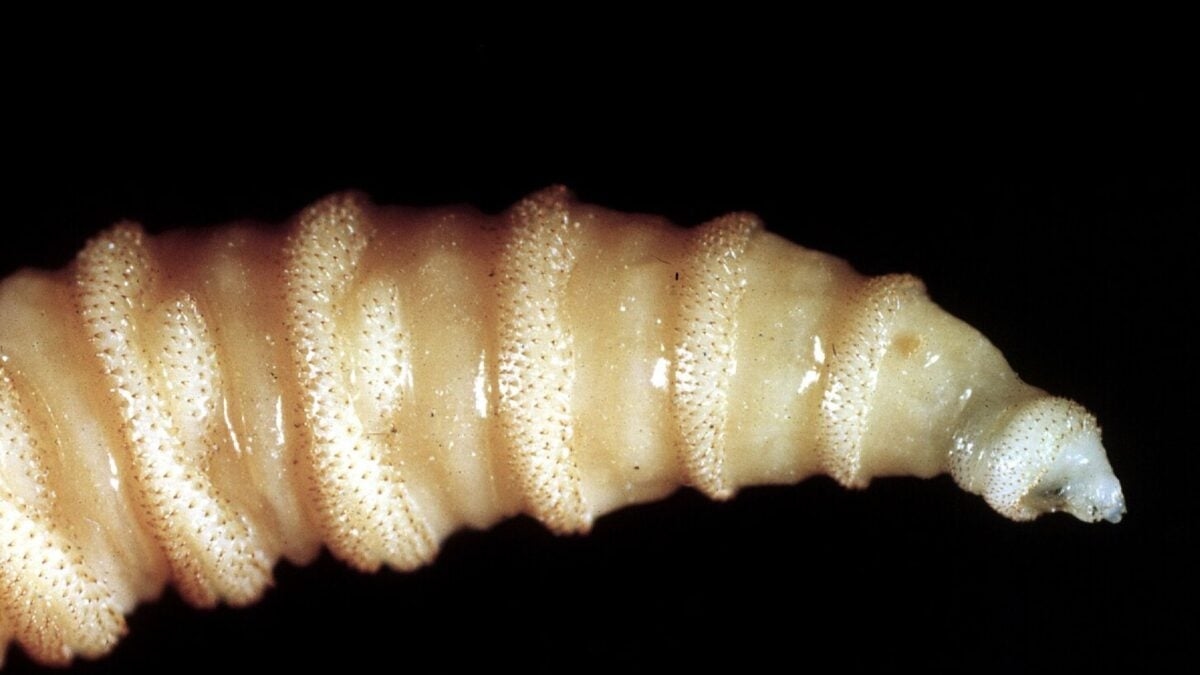 U.S. to Dump Billions of Flies From Planes to Fight ‘Man-Eater' Maggots