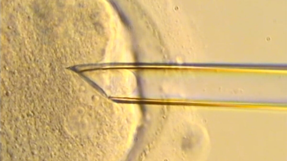 8 Healthy ‘Three-Parent' Babies Born in UK Using Pioneering IVF Technique