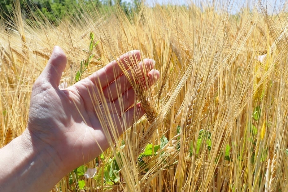 Food, ESG and sustainability: Chefs, restaurants and hotels are all part of a winning recipe