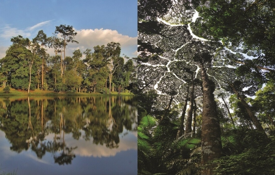 Selangor Forest Park Now Recognised As UNESCO World Heritage Site