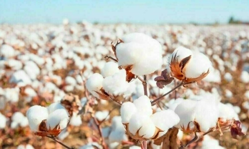Kharif season: All set to meet cotton seed demand
