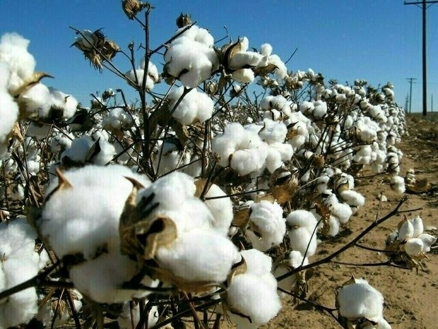 Cotton market: 200 bales of new crop sold at Rs 16,000 per maund